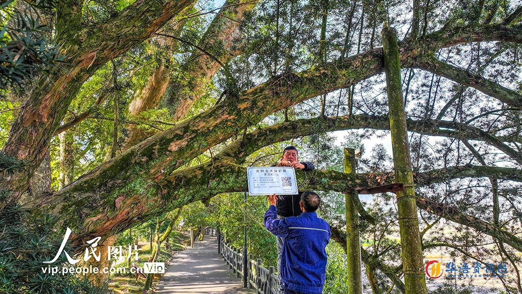 江西宜丰：保护古树 留住乡愁