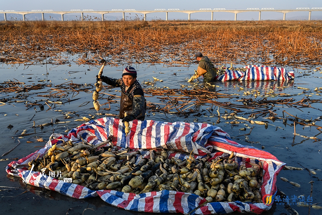山西永济：采收莲藕 供应市场