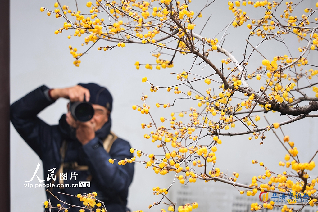 江苏南京：大寒时节腊梅香