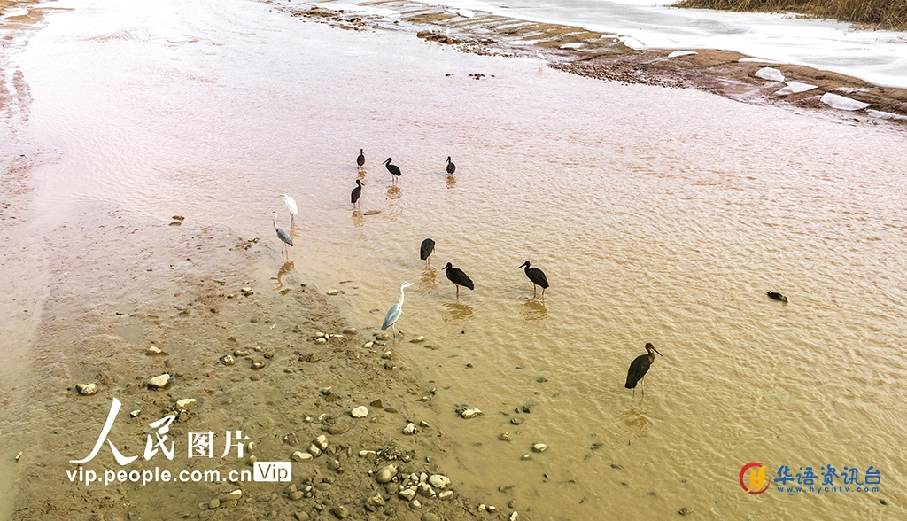 甘肃平凉：“鸟中大熊猫”黑鹳现身汭河