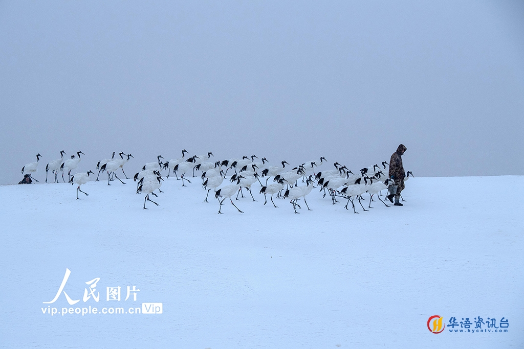 黑龙江齐齐哈尔：丹顶鹤在风雪中嬉戏