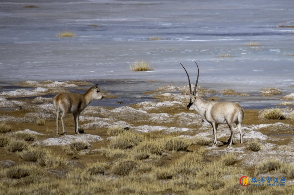 这是在色林错湖畔拍摄到的藏羚羊（1月5日摄）。新华社记者 旦增尼玛曲珠 摄