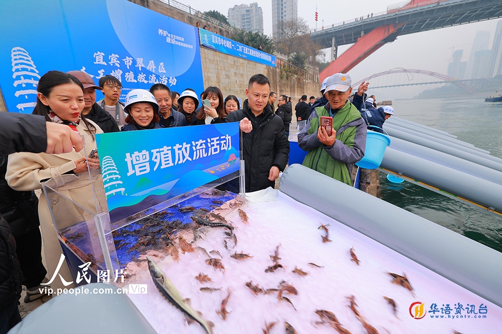 四川宜宾：增殖放流鱼类49万尾 养护长江水生生物资源