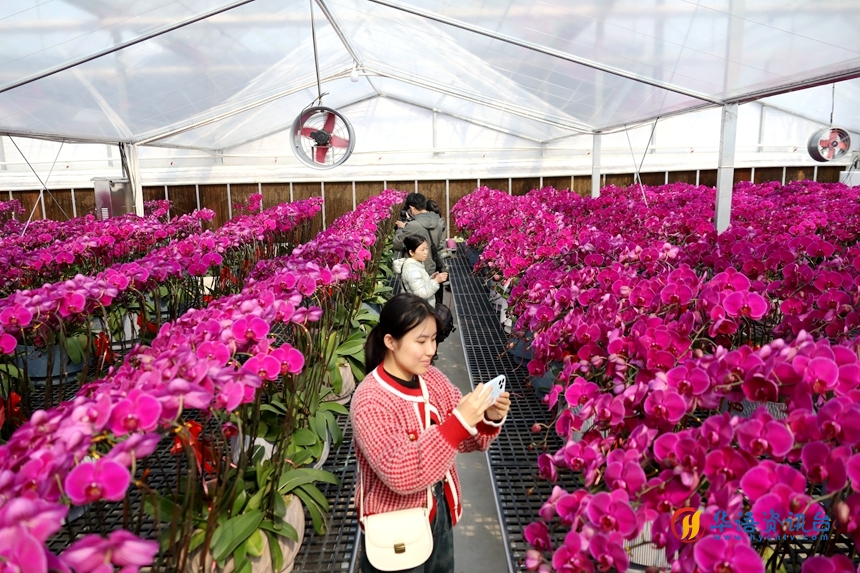 花卉市场迎来节前销售旺季。尹其奇摄