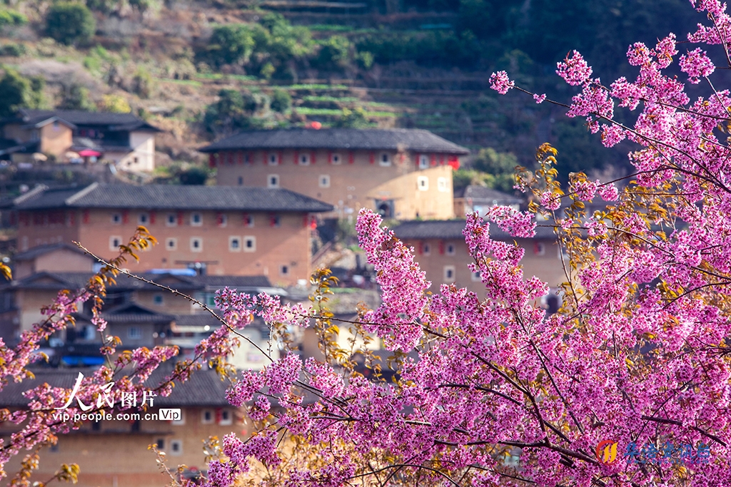 福建漳州：田螺坑土楼群樱花绽放