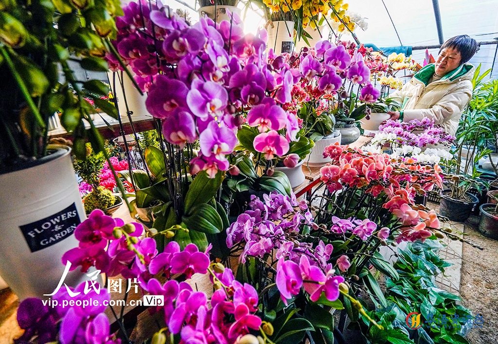 河北遵化：鲜花种植助增收