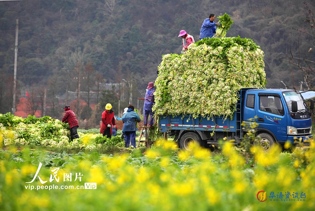 浙江温岭：收割越冬菜 腾田备春耕