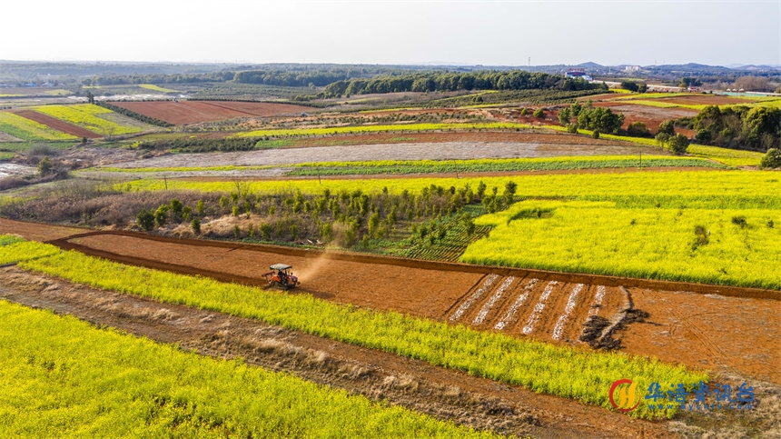 村民驾驶着农机在翻耕田地。周亮摄