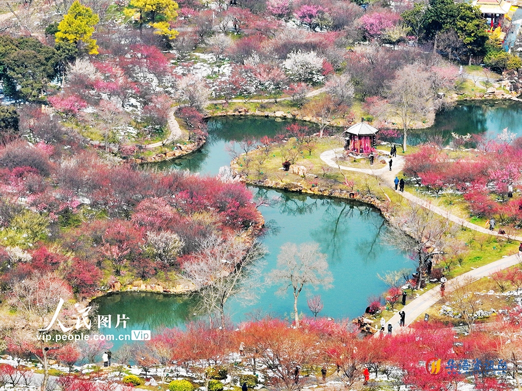 江苏扬州：梅花绽放醉游人