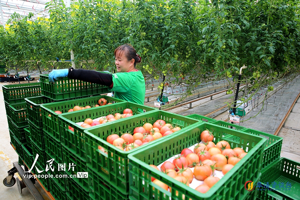 四川东坡：坚守岗位保春节市场供应