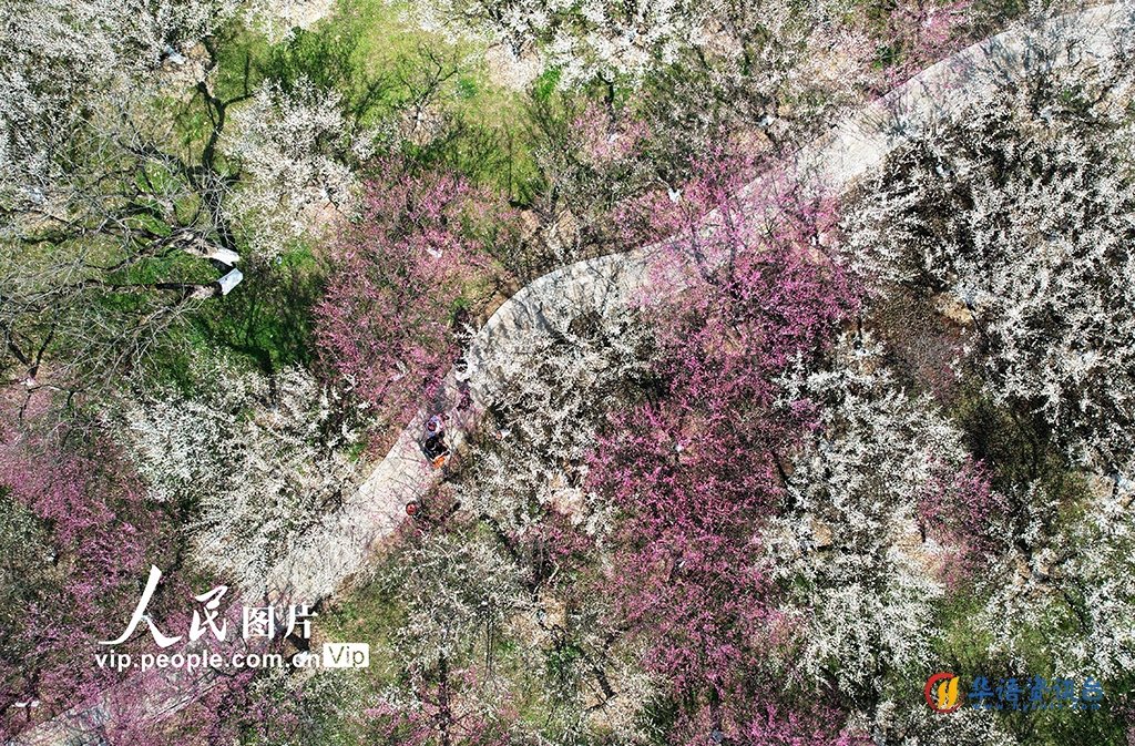 浙江杭州：西溪湿地“曲水寻梅”