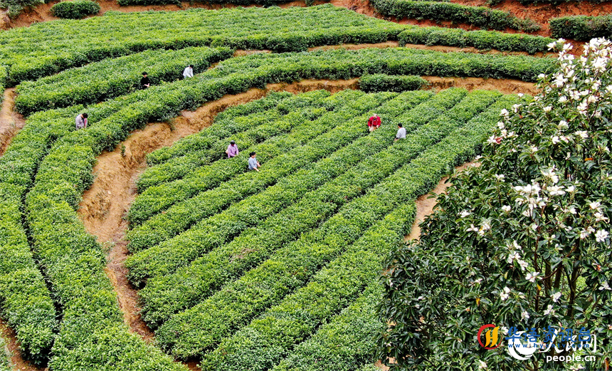 赣州市定南县天九镇新坳村茶园，茶农穿行在一垄垄茶树间采摘春茶。人民网 朱海鹏摄