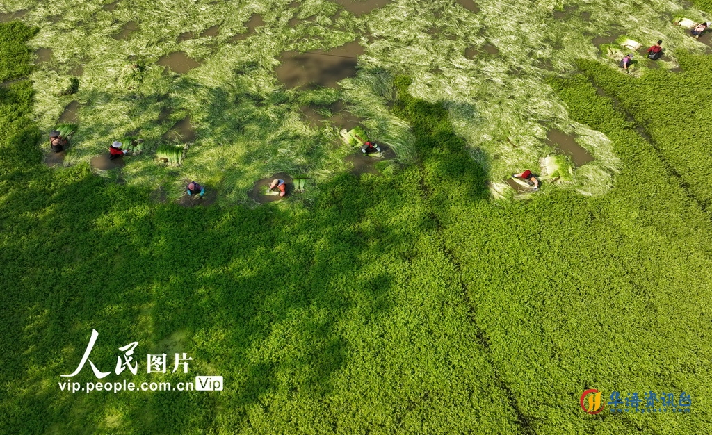 广西南宁：采收水芹