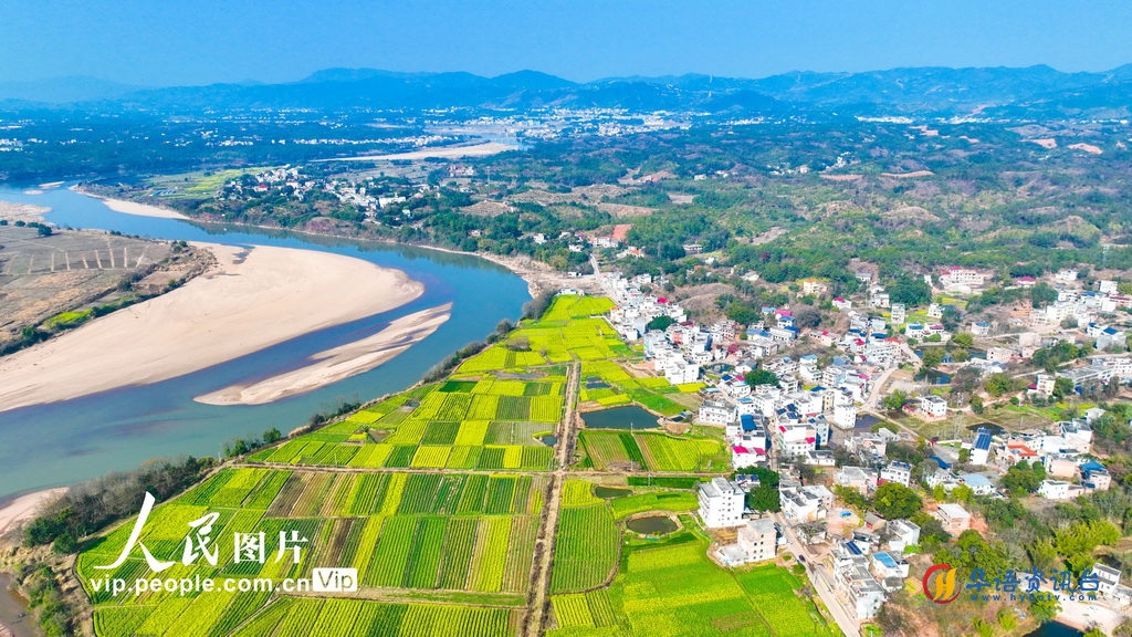江西于都：油菜花开
