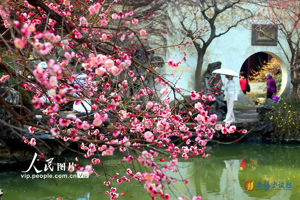 苏州园林梅花绽放春意浓