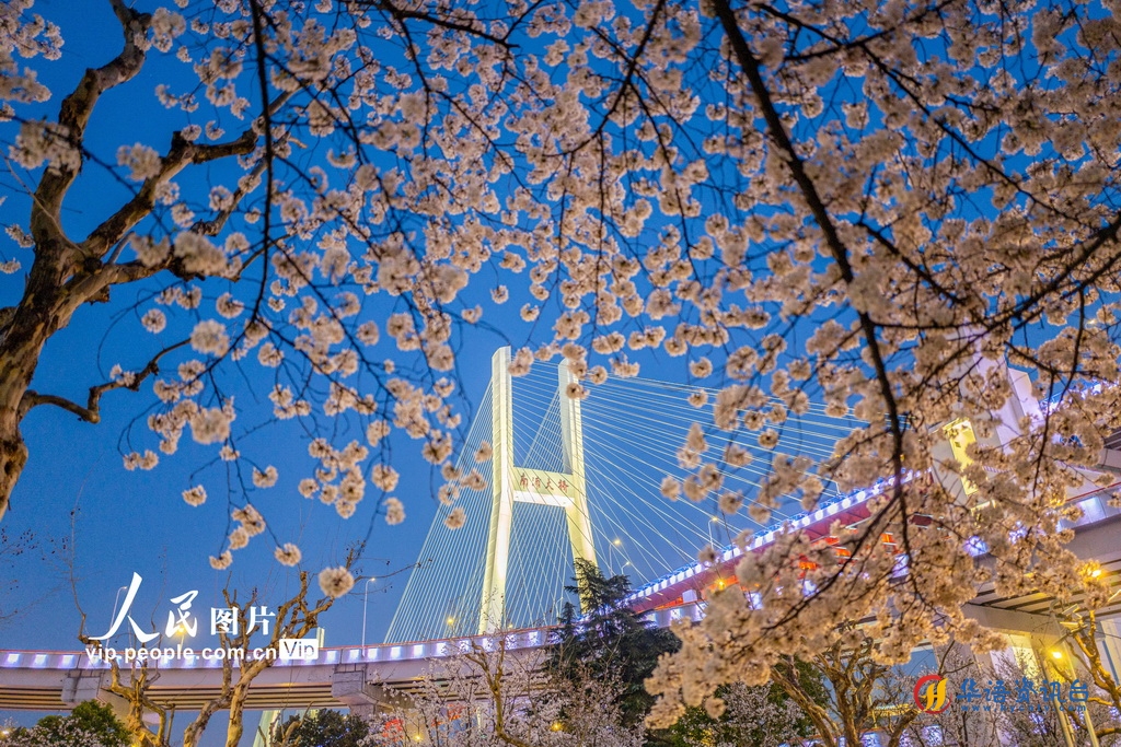 2024年3月29日，上海南浦大桥浦西公交枢纽站樱花盛开。