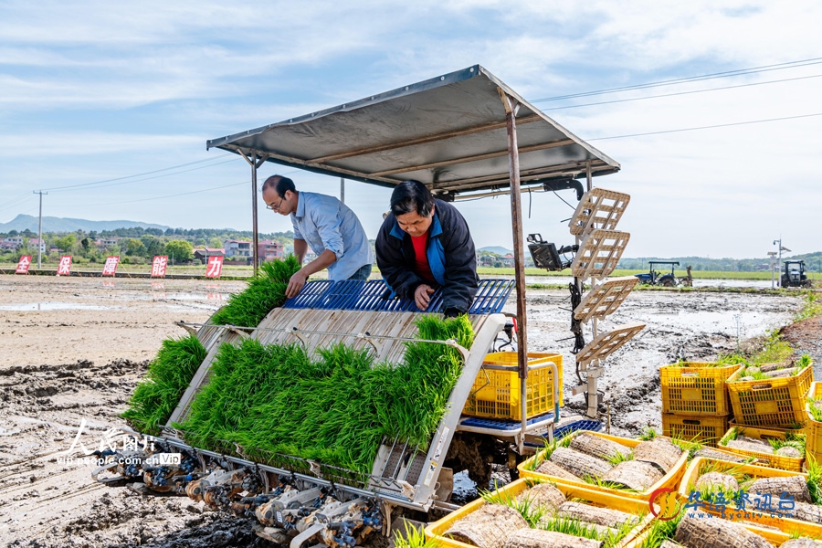 湖南东安：高标准农田开机春插