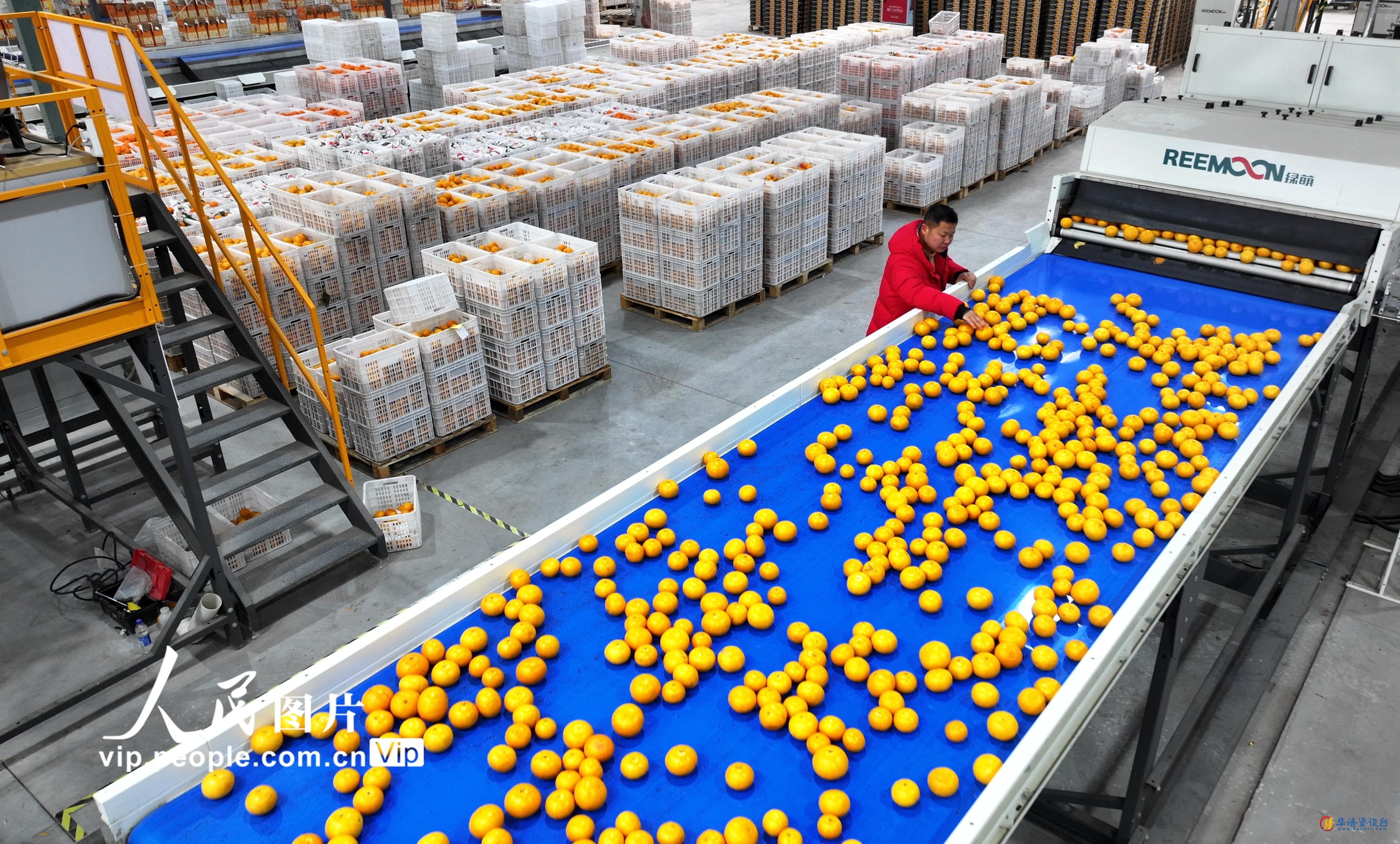 2024年3月2日，在四川省眉山市仁寿县水果智能分拣车间，工作人员正在分选线上查看柑橘。