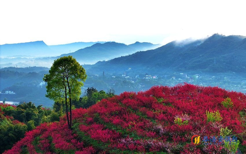桃花朵朵开，山村美如画。廖胜春摄 