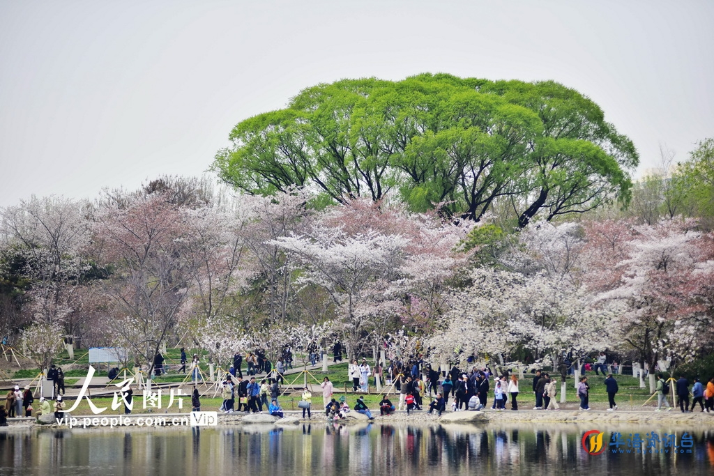 北京玉渊潭公园樱花盛开