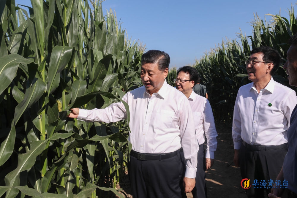 2020年7月22日，习近平总书记在吉林四平梨树县考察，走进玉米地，察看玉米长势。新华社记者 王晔 摄