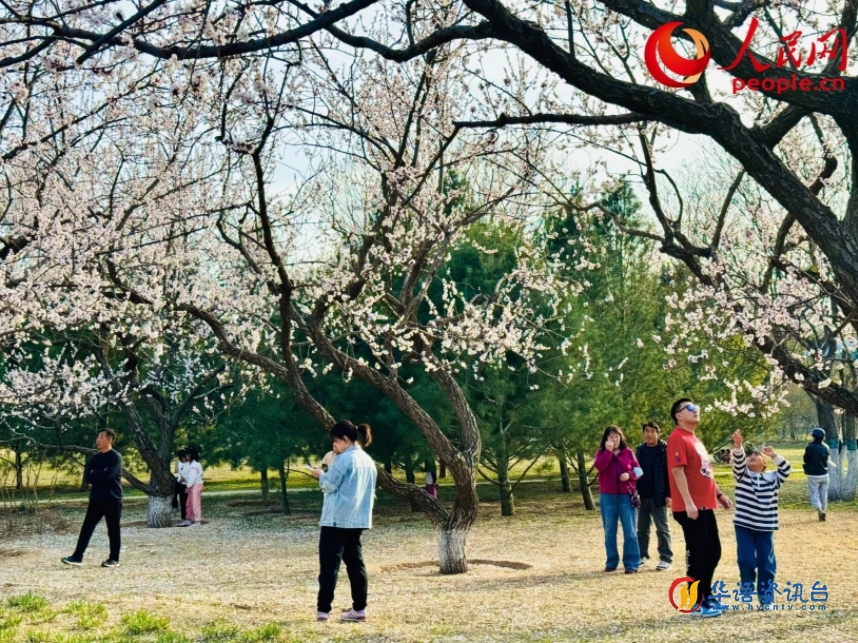 游客在北京长阳公园赏花。人民网记者 刘微摄