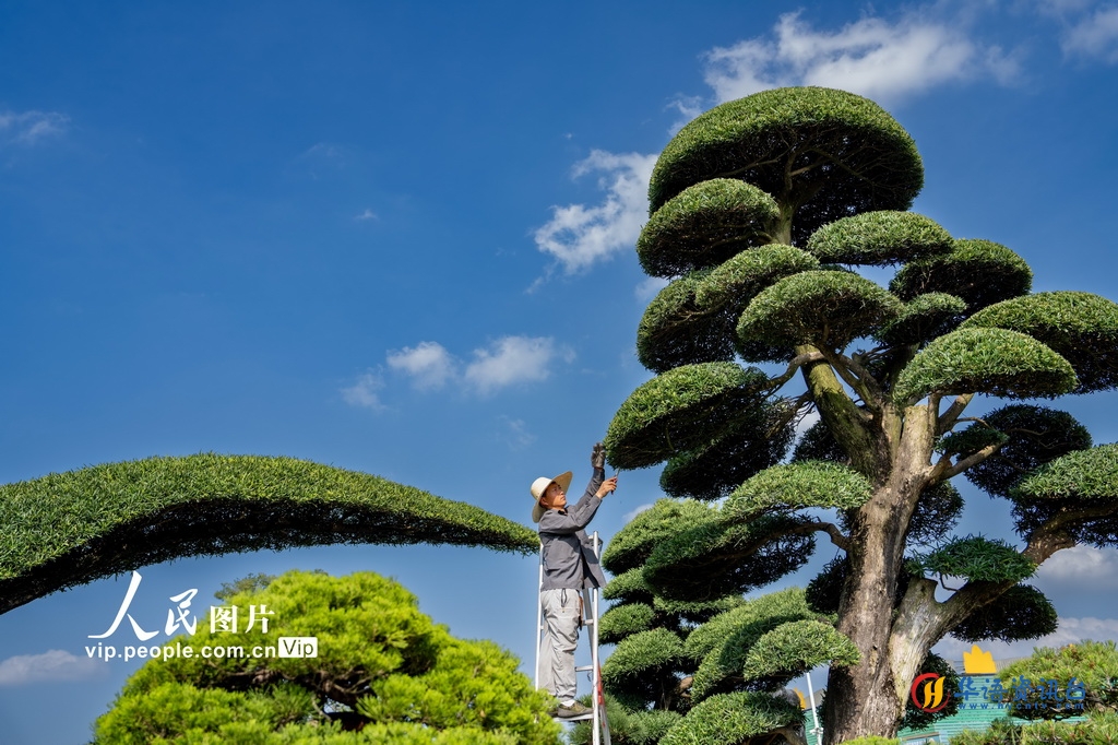 浙江金华：盆景整形 绿色富民