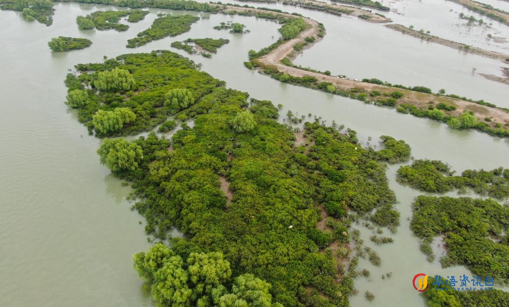 广东湛江红树林国家级自然保护区岭头岛保护小区。新华社记者 邓华 摄