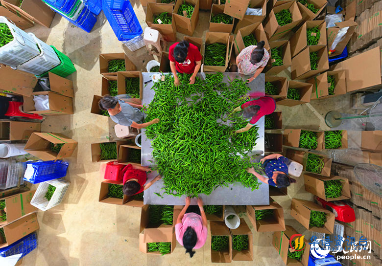 工人正在对春华软皮椒打包。人民网记者 刘宾摄