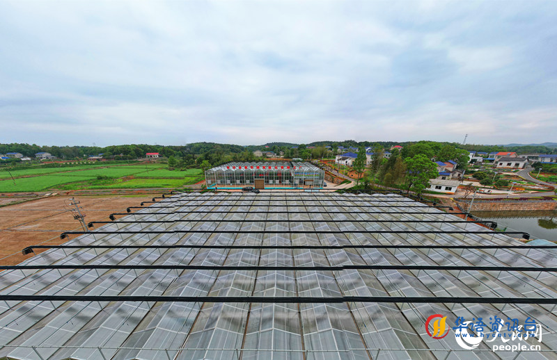 航拍长沙县春华镇智能化育秧工厂。人民网记者 刘宾摄