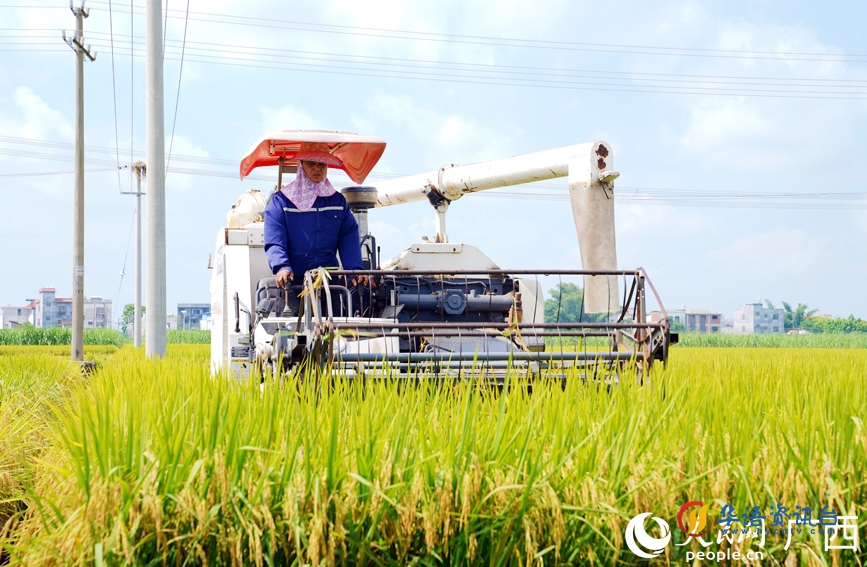 港北区采用机械化收割水稻。人民网记者 王勇摄