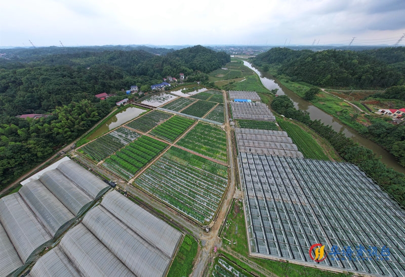 邹学校院士农业示范基地。人民网记者 刘宾摄