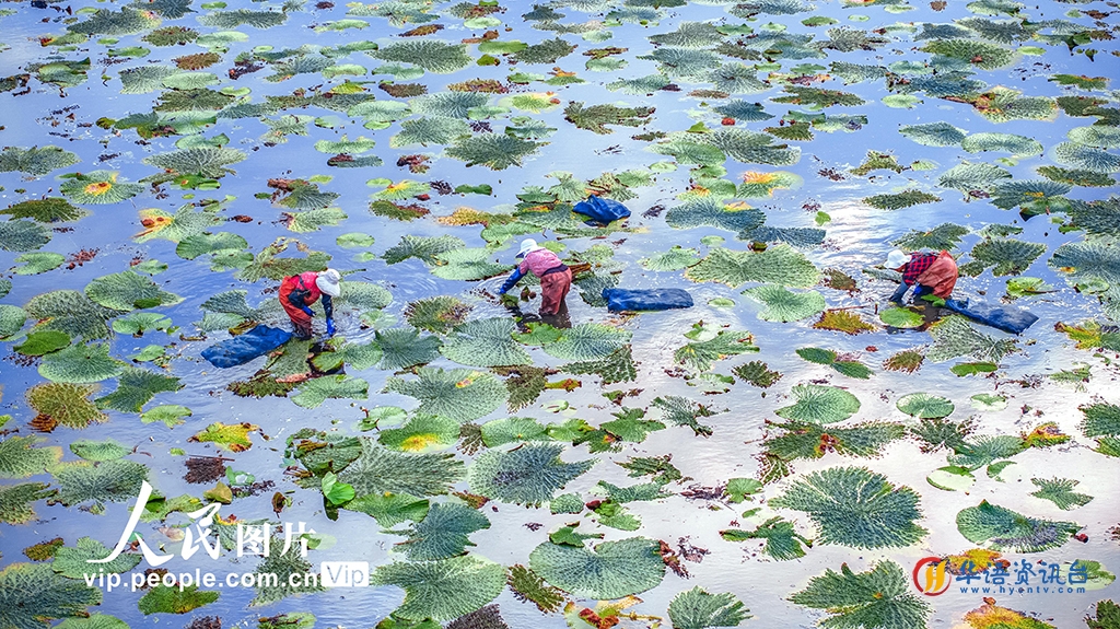 江苏沭阳：采收芡实