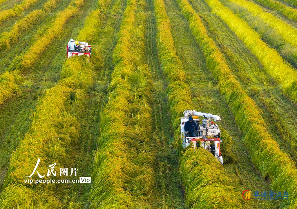 江苏泰州：制种水稻收割忙