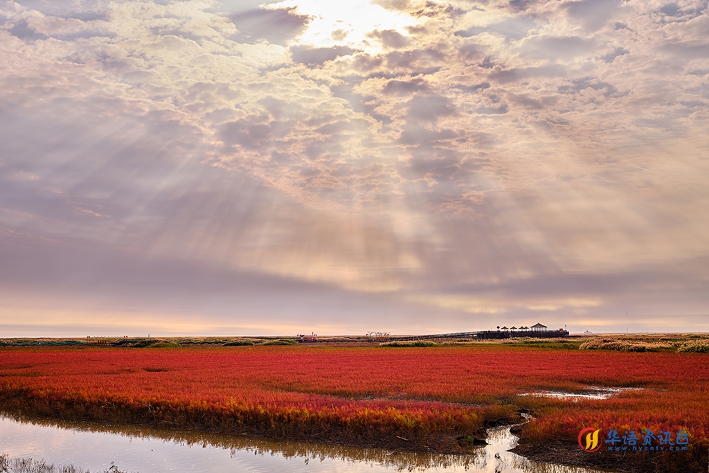 辽宁盘锦：红海滩景色迷人