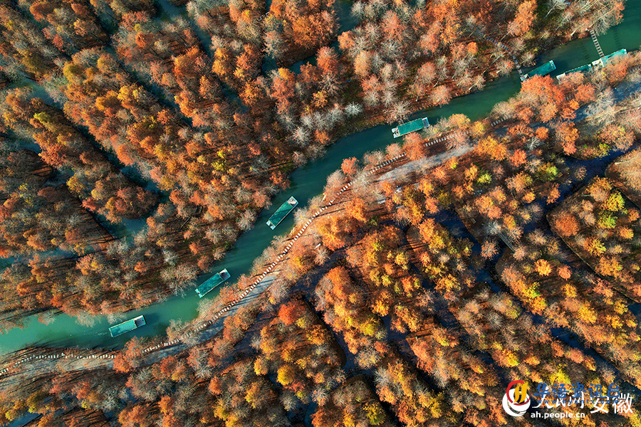 游客泛舟在落羽杉林中。人民网记者 李希蒙摄