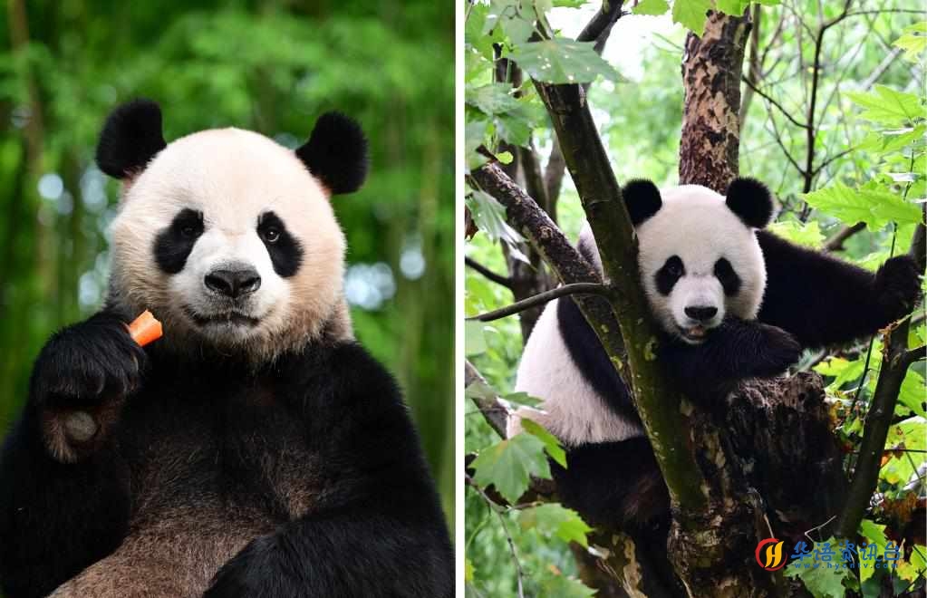 拼版照片：左为大熊猫“安安”，右为大熊猫“可可”。新华社发（中国大熊猫保护研究中心供图）