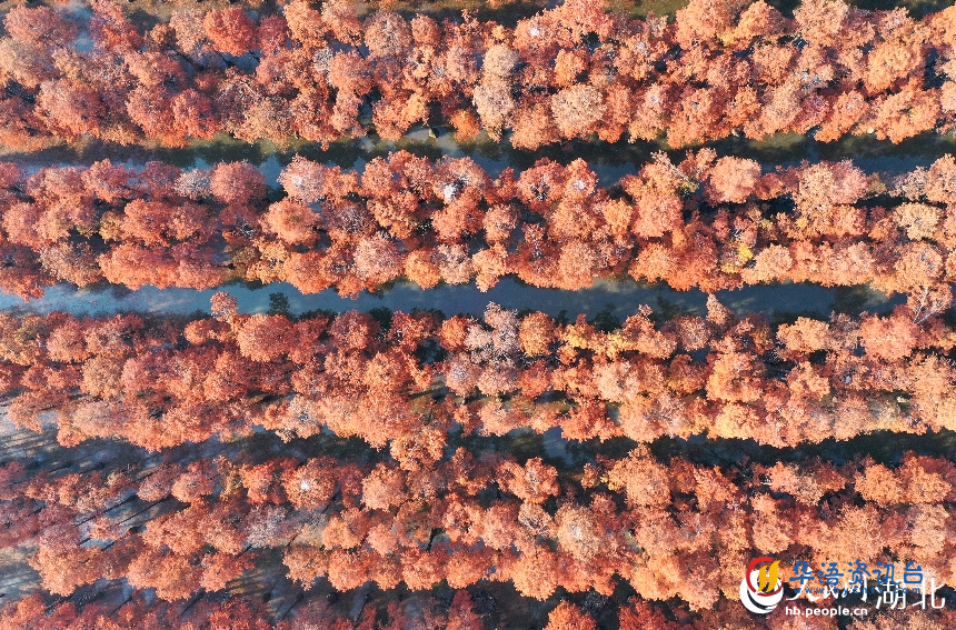 武汉市新洲区涨渡湖湿地自然保护区内,500余亩杉树被染成橘红色。人民网记者 王郭骥摄