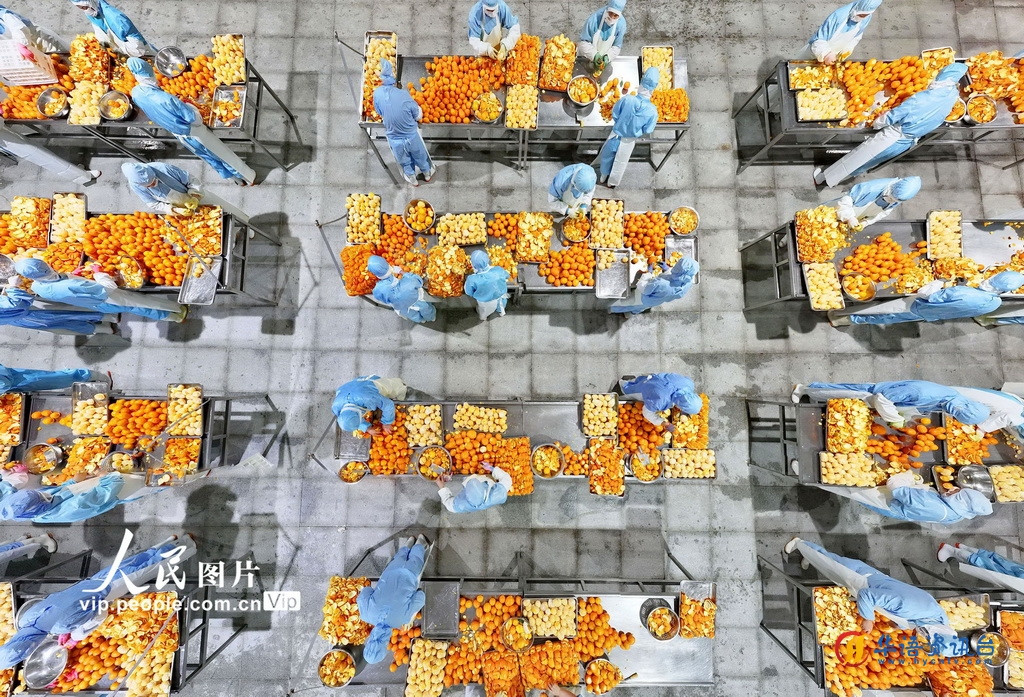 2025年1月7日，湖北省宜昌市秭归县屈姑国际农业集团工人在脐橙加工车间忙碌。