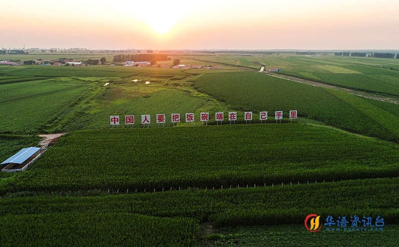2020年7月23日拍摄的吉林省梨树县国家百万亩绿色食品原料(玉米)标准化生产基地核心示范区(无人机照片)。新华社记者 许畅 摄