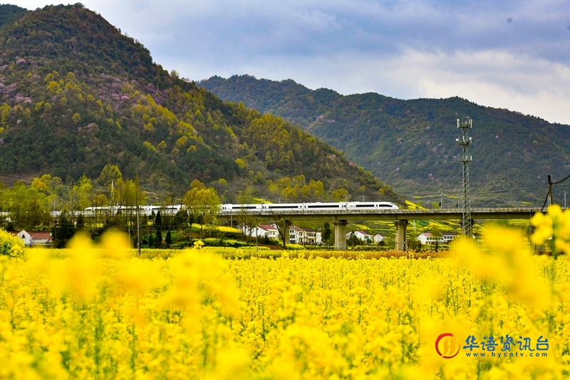 高铁穿越油菜花海。陈喆摄