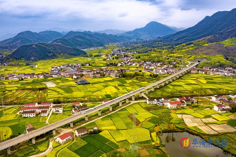 百万亩油菜花将秦巴大地染成金色海洋。陈喆摄