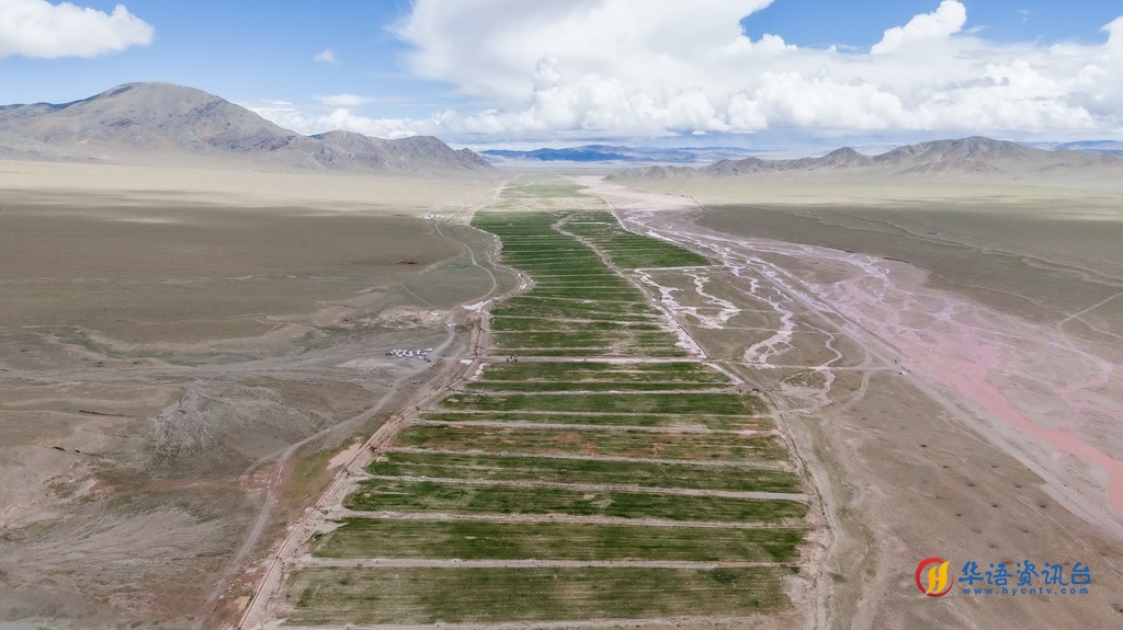 西藏阿里地区革吉县文布当桑乡人工种草基地一景（7月20日摄，无人机照片）。