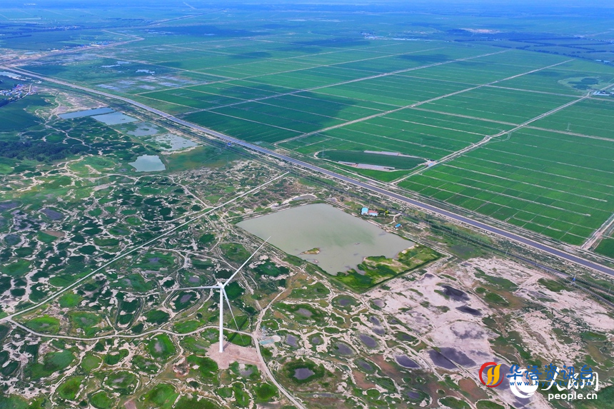 在大安市乐胜乡，治理后绿油油的稻田与未经改良耕种的盐碱地形成鲜明对比。人民网记者 李洋摄