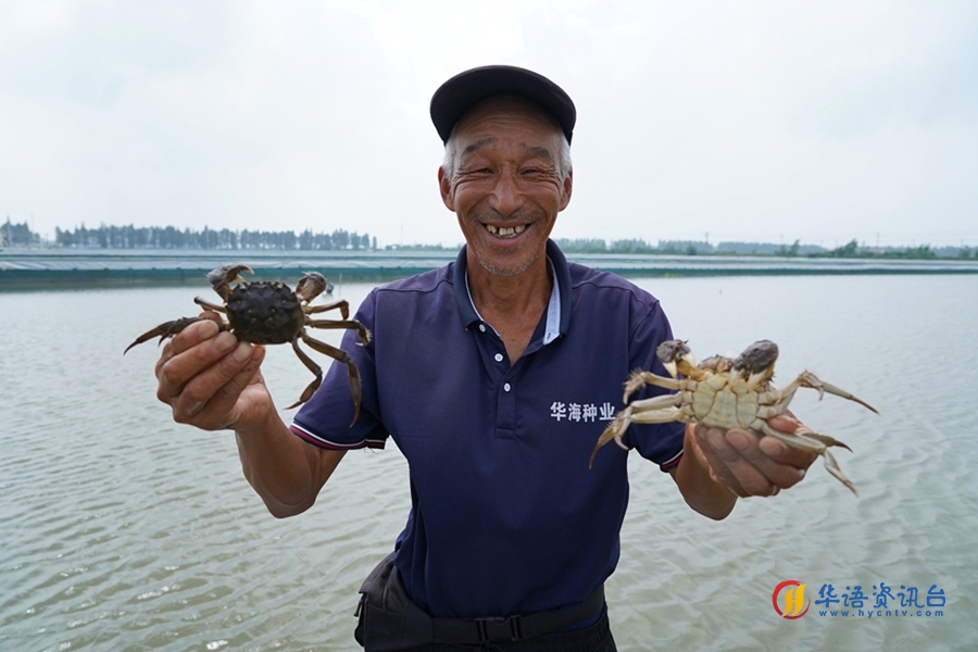 蟹农展示刚刚捞起的“六月黄”。方圆摄