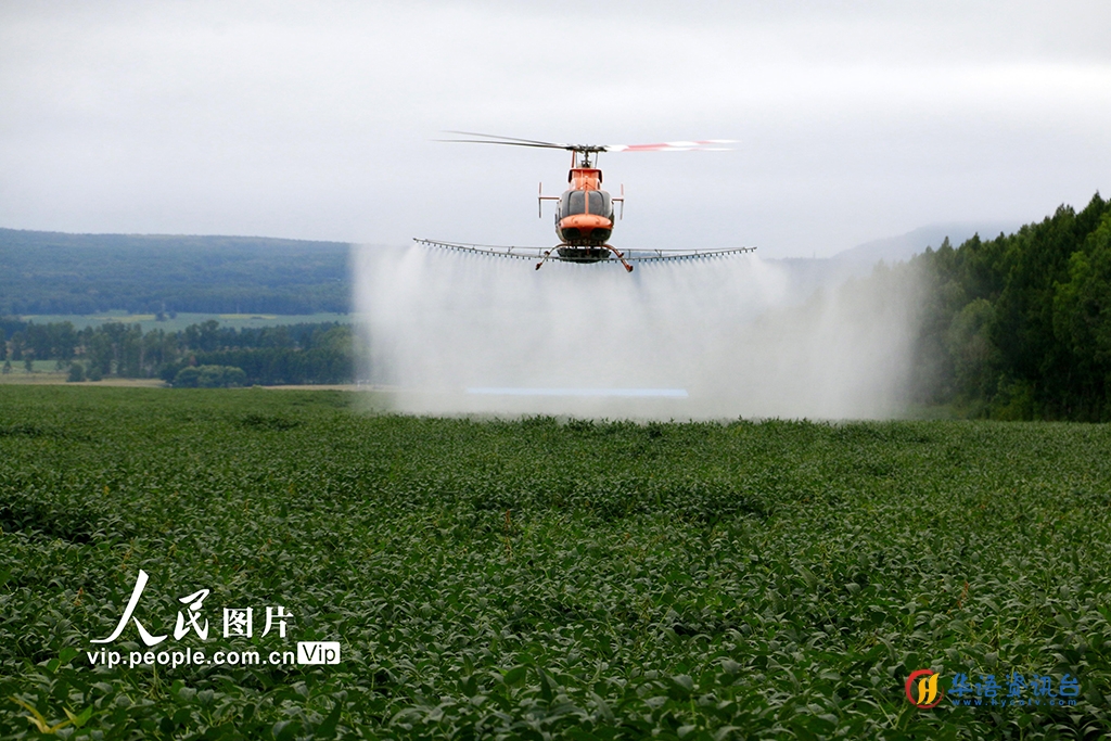 黑龙江黑河：“一喷多促”助力秋粮稳产丰收