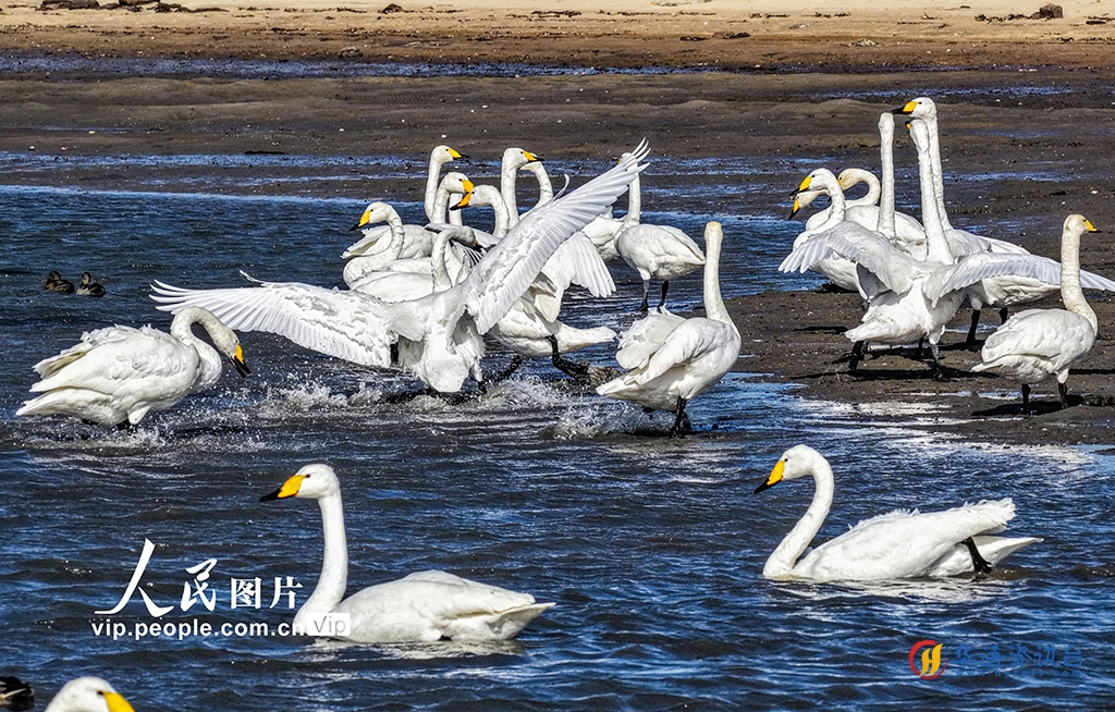 300余只大天鹅飞抵山东荣成越冬栖息