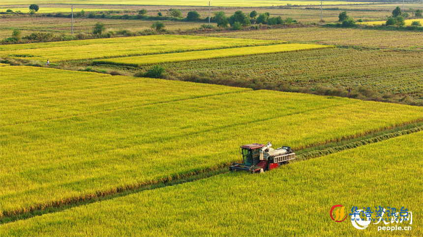 吉安市吉水县水田乡，村民驾驶的收割机穿梭在稻浪中，晚稻收获繁忙有序。人民网 朱海鹏摄