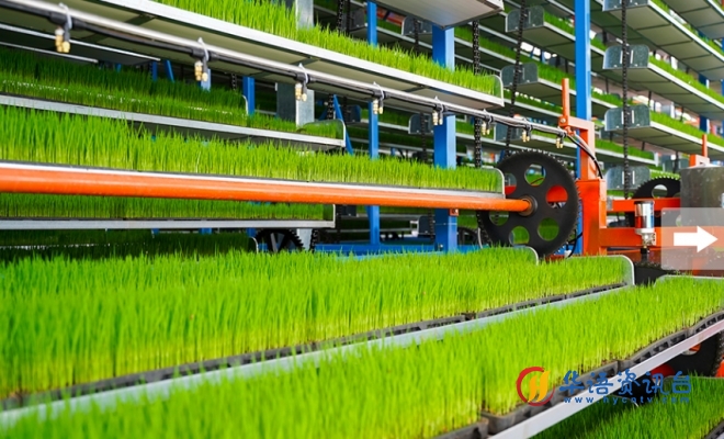 安徽六安：水田“搬进”厂房 育秧更显“科技范”