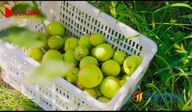 山东菏泽:瓜果飘香绘就“甜蜜”图景 山东菏泽:瓜果飘香绘就“甜蜜”图景